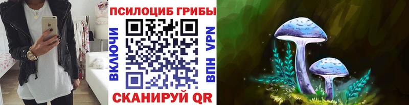 Купить Волосово Псилоцибиновые грибы Psilocybe